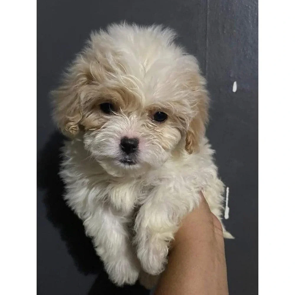 N/A this dog